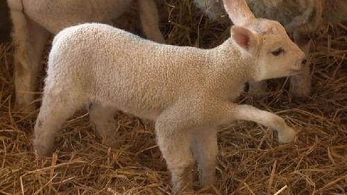 小羊最新爆料视频大全,揭秘娱乐圈幕后真相