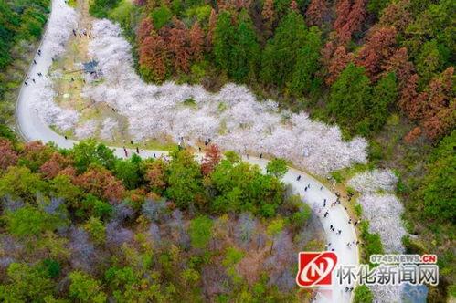 花亦山最新爆料,揭秘娱乐圈幕后真相
